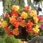 Begonia Golden Balcony Bulbs