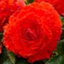 Begonia Fimbriata Red and Orange Blend Bulbs