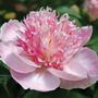 Paeonia Do Tell Peony