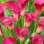 Zantedeschia Pink Jewel Calla Lily Bulbs
