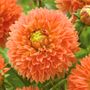 Dahlia Orange Impact Bulbs