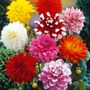 Dahlia Decorative Mix Bulbs
