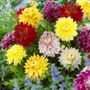 Dahlia Giant Dinnerplate Mix Bulbs