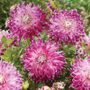 Dahlia Vancouver Blend Bulbs
