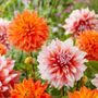 Dahlia Splendid Festival Blend Bulbs