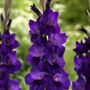 Gladiolus Purple Flora Bulbs
