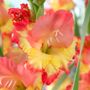 Gladiolus Princess Margaret Rose Bulbs