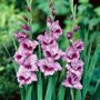 Gladiolus Passos Bulbs