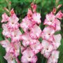 Gladiolus My Love Bulbs