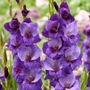Gladiolus Purple Magic Bulbs