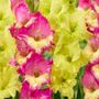 Gladiolus Exuberant Koi Blend Bulbs