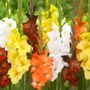Gladiolus Sunrise Blend Bulbs