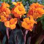 Canna Wyoming Bulbs