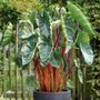 Colocasia Hawaiian Punch  Elephant Ear Bulb