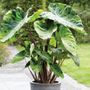 Colocasia Mojito Elephant Ear Bulb