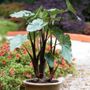 Colocasia Fontanesii Black Stem Elephant Ear Bulb