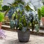 Colocasia Royal Hawaiian&reg; Aloha Elephant Ear Bulb
