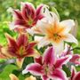 Lilium Tequila Sunrise Blend Oriental Lily Bulbs