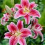 Lilium Stargazer Oriental Lily Bulbs