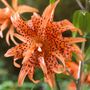 Lilium Double Tiger Tiger Lily Bulbs