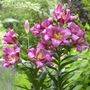 Lilium Purple Lady Tree Lily Bulbs