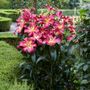 Lilium Empoli Tree Lily Bulbs