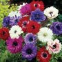 Anemone St. Brigid Group Windflower Bulbs