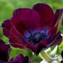 Anemone Meron Bordeaux Windflower Bulbs
