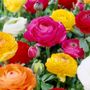 Ranunculus Double Blooming Mix Buttercup Bulbs