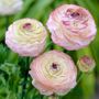 Ranunculus Double Picotee Buttercup Bulbs