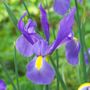 Iris Telstar Dutch Iris Bulbs