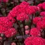 Sedum Red Cauliflower