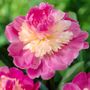 Paeonia Gay Paree Peony