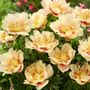 Paeonia Prairie Charm Itoh Peony