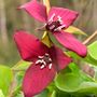 Trillium erectum Red