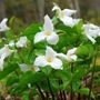 Trillium grandiflorum White