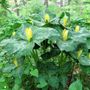 Trillium luteum Yellow