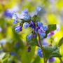 Mertensia Virginia Bluebells
