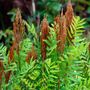 Osmundastrum Cinnamon Fern
