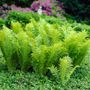 Matteuccia Ostrich Fern