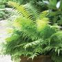 Athyrium Lady Fern