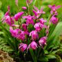 Bletilla Hardy Garden Orchid