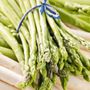 Asparagus Jersey Giant