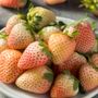 Fragaria Flamingo Strawberry