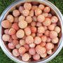 Fragaria White Carolina Strawberry
