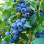 Vaccinium Blueberry Patch Blend Easy Fruit Kit