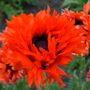 Papaver Ruffled Princess of Orange Poppy
