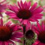 Echinacea Fatal Attraction Coneflower