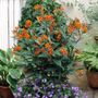 Asclepias Gay Butterfly Milkweed
