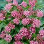 Asclepias Cinderella Milkweed